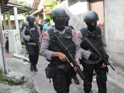 Harga Bibit Sengon Laut