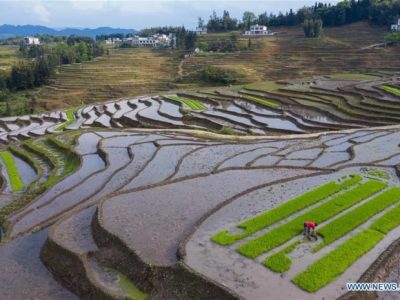 Hidroponik Pemula di Galis, Bangkalan