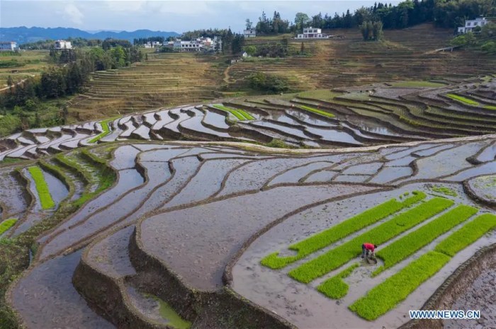 Hidroponik Pemula di Galis, Bangkalan