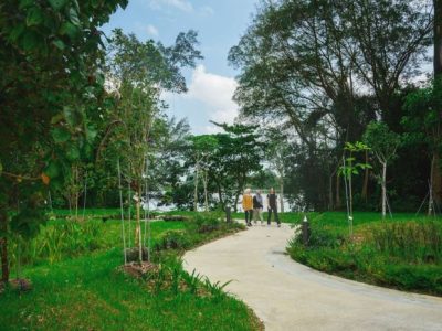 Bibit Sawit Sriwijaya Pelepah Pendek