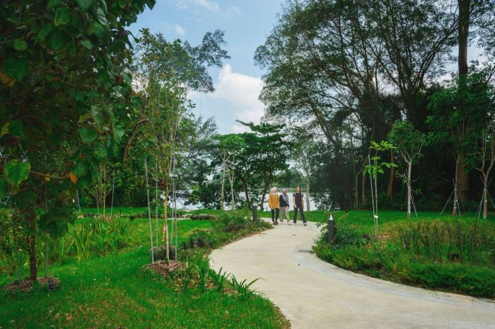 Bibit Sawit Sriwijaya Pelepah Pendek