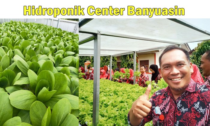 Hidroponik Pemula di Binakal, Bondowoso