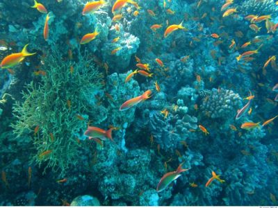 Harga Bibit Pohon Jati Unggul