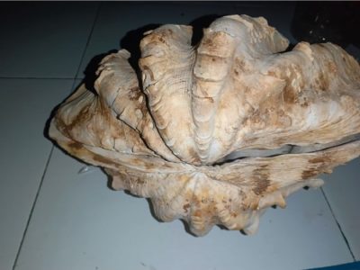 Pupuk Kalsium Terbaik Untuk Cabe di Gunung Tujuh, Kerinci