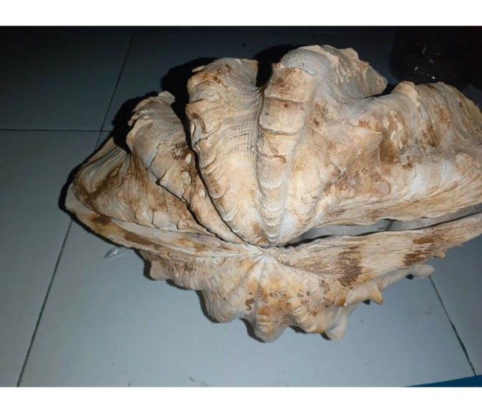Pupuk Kalsium Terbaik Untuk Cabe di Gunung Tujuh, Kerinci