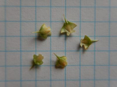 Pupuk Kalsium Terbaik Untuk Cabe di Mersam, Batang Hari
