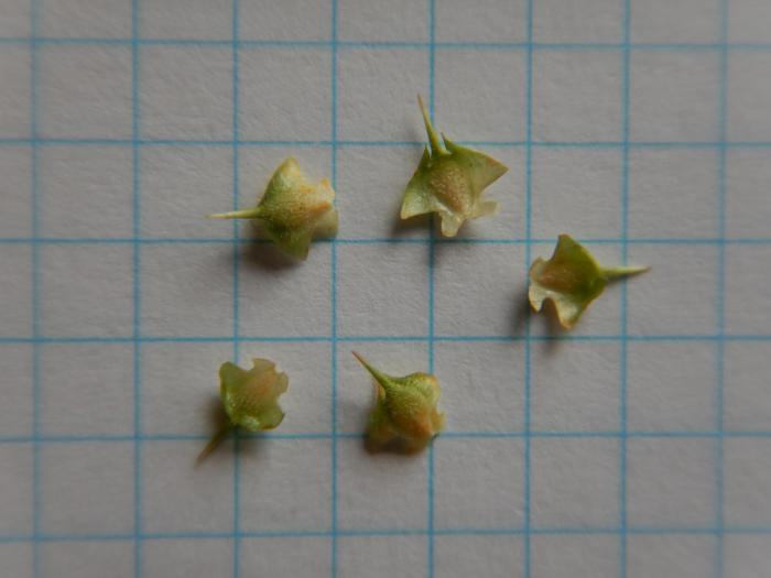 Pupuk Kalsium Terbaik Untuk Cabe di Mersam, Batang Hari