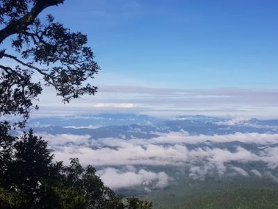 Bibit Labu Parang