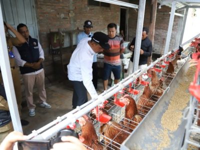 Ayam Petelur Tidak Produksi di Gayam, Bojonegoro