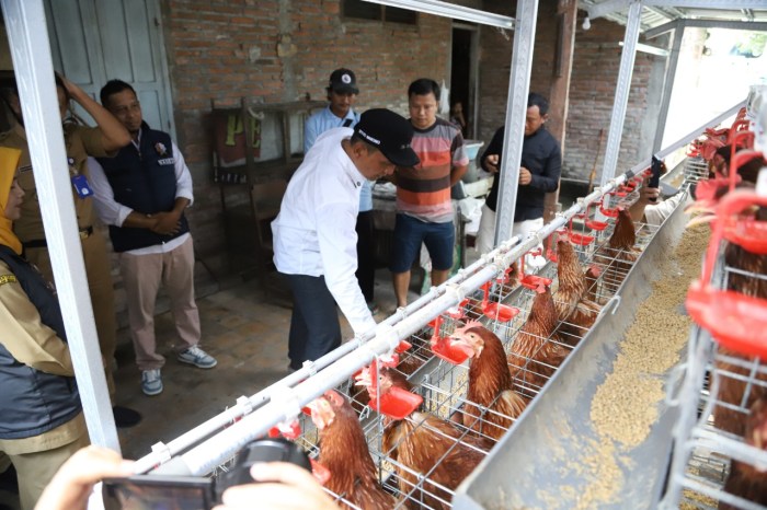 Ayam Petelur Tidak Produksi di Gayam, Bojonegoro