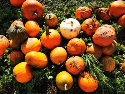 Harga Bibit Petai Unggul