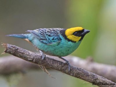 Cara Ternak Ayam di Glenmore, Banyuwangi