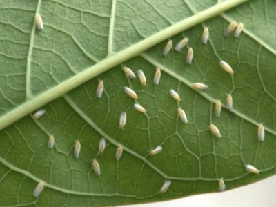 Benih Zucchini