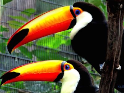 Ayam Petelur Tidak Produksi di Bantaeng, Bantaeng