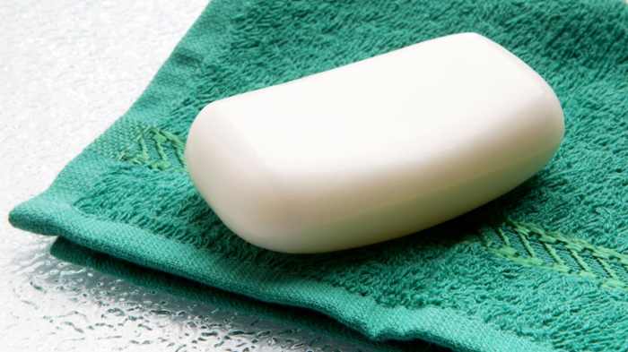 Bibit Kacang Kacangan