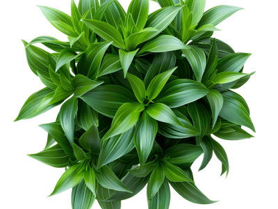 Harga Bibit Pohon Jabon