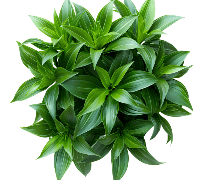 Harga Bibit Pohon Jabon