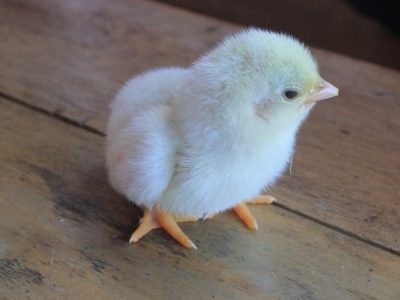 Cara Ternak Ayam di Pakem, Bondowoso