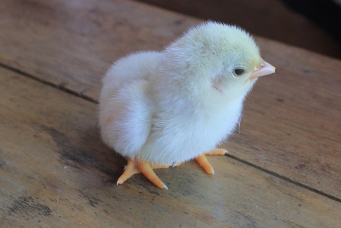 Cara Ternak Ayam di Pakem, Bondowoso