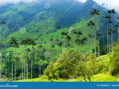 Harga Cabai Nasional Hari Ini