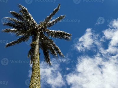 Ayam Petelur Tidak Produksi di Baebunta Selatan, Luwu Utara
