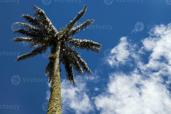 Ayam Petelur Tidak Produksi di Baebunta Selatan, Luwu Utara