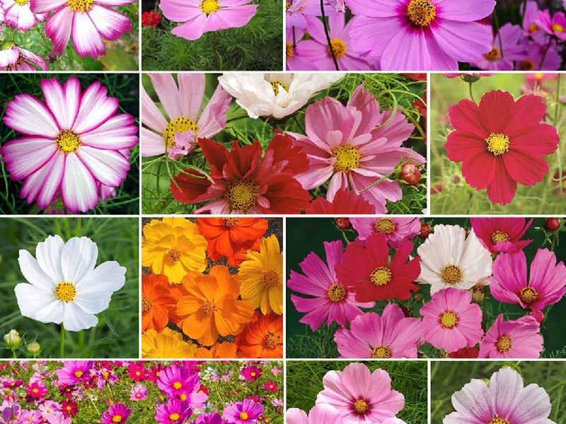 Bibit Bunga Cosmos
