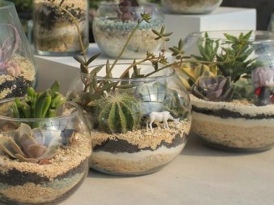 Harga Bibit Pohon Jeruk