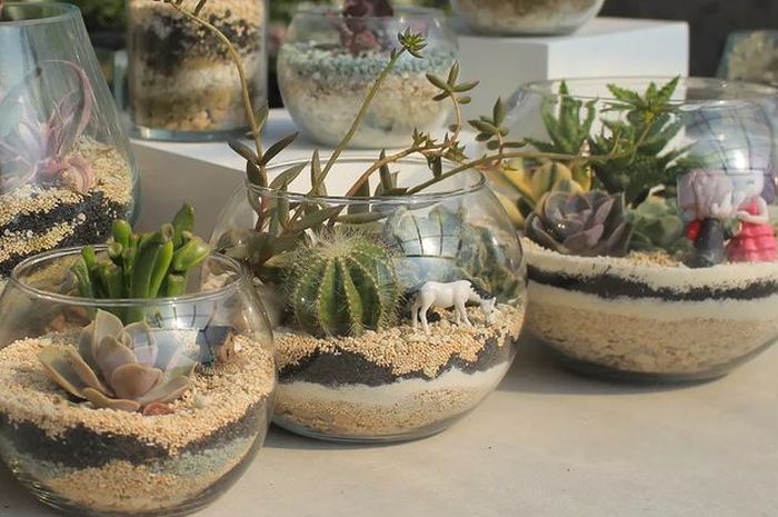 Harga Bibit Pohon Jeruk