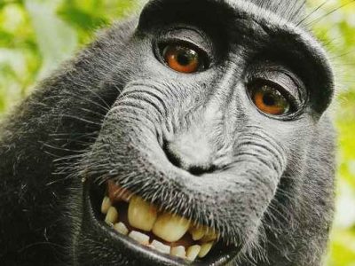 Bibit Sawit Unggul Pelepah Panjang