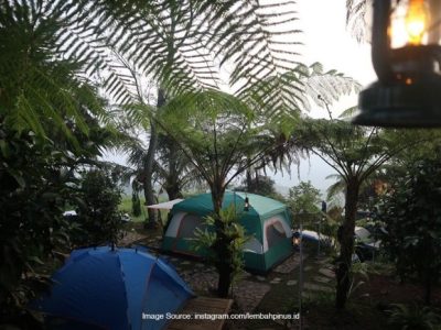Pupuk Untuk Pohon Kelapa Agar Berbuah Lebat