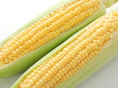 Bibit Daun Kucai