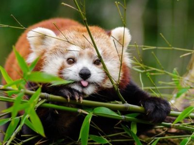 Cara Pemupukan Jambu Air