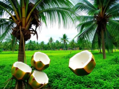 Budidaya Kelapa di Badiri, Tapanuli Tengah