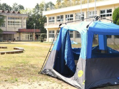 Benih Tomat Betavila