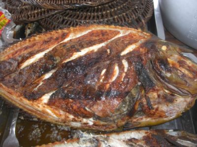 Harga Bibit Jeruk Santang Madu